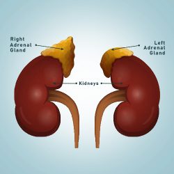 kidneys