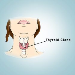 thyroid-gland